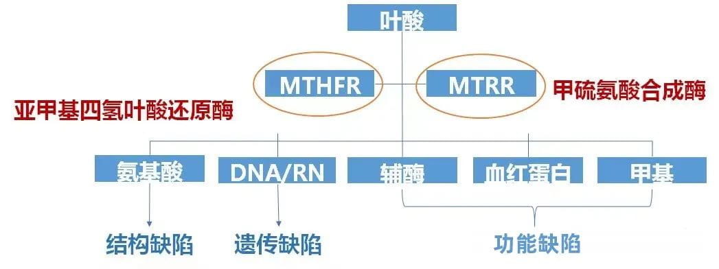 机体缺乏叶酸有两个方面的原因.jpg