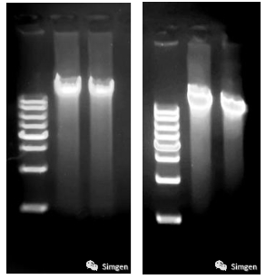 Marker：1 kb DNA Ladder.png