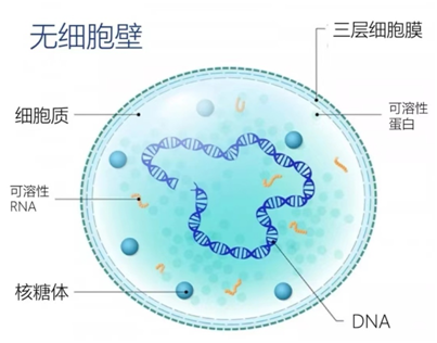 泌尿生殖道支原体