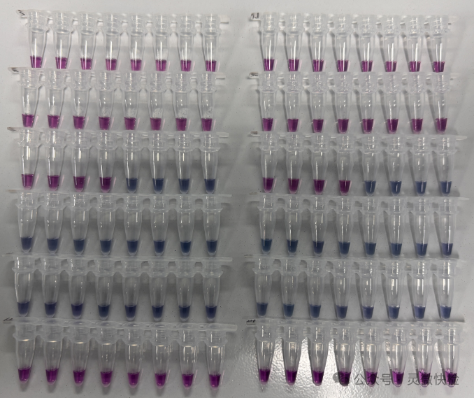 荧光PCR